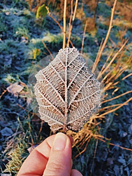 Frozen leafðŸƒ